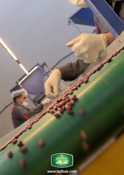 کارخانه تادباک